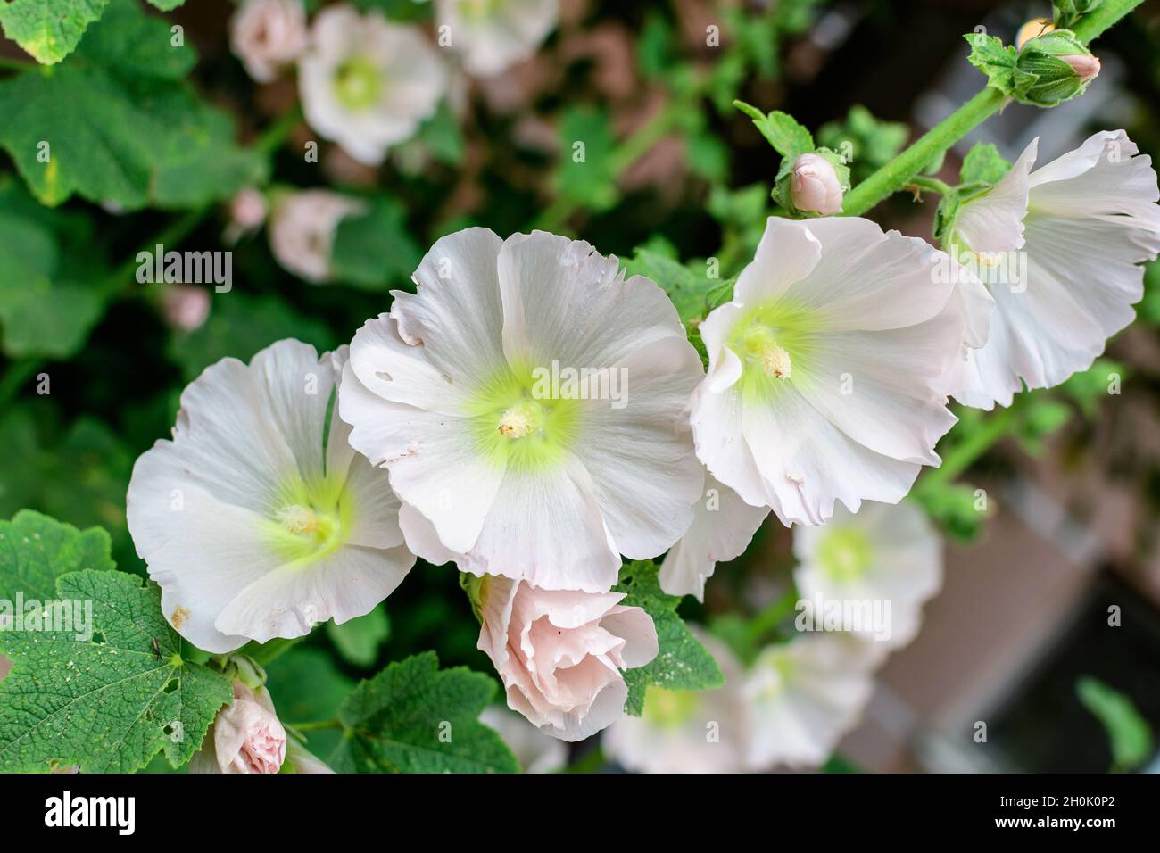 Many delicate white flowers of Althaea officinalis plant, commonly known as marsh-mallow in a British cottage style garden in a sunny summer day, beau Stock Photo