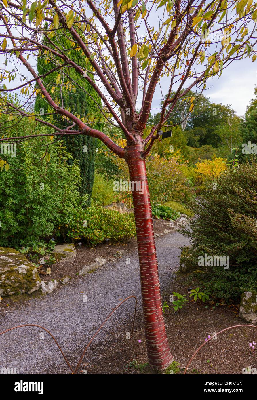 Paper bark cherry tree hi-res stock photography and images - Alamy