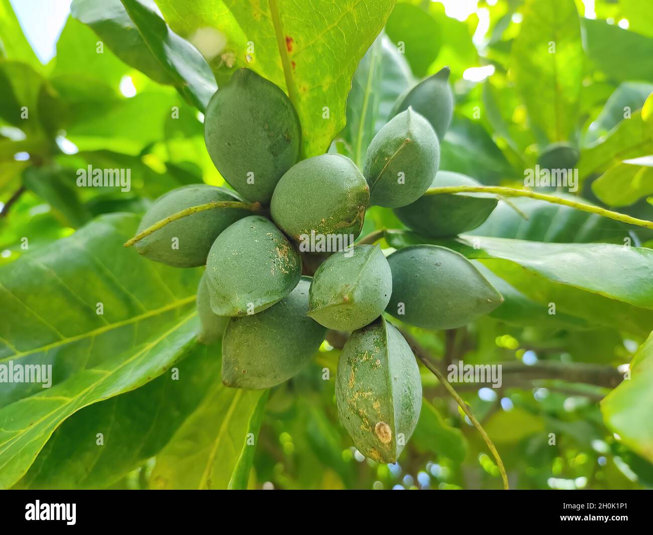 Indian Almond Ripe Indian almond hi-res stock photography and images - Alamy