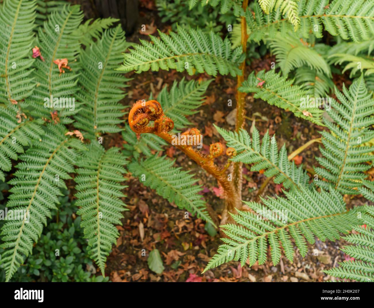 close up of the coiled brown fronds of a tree fern Stock Photo