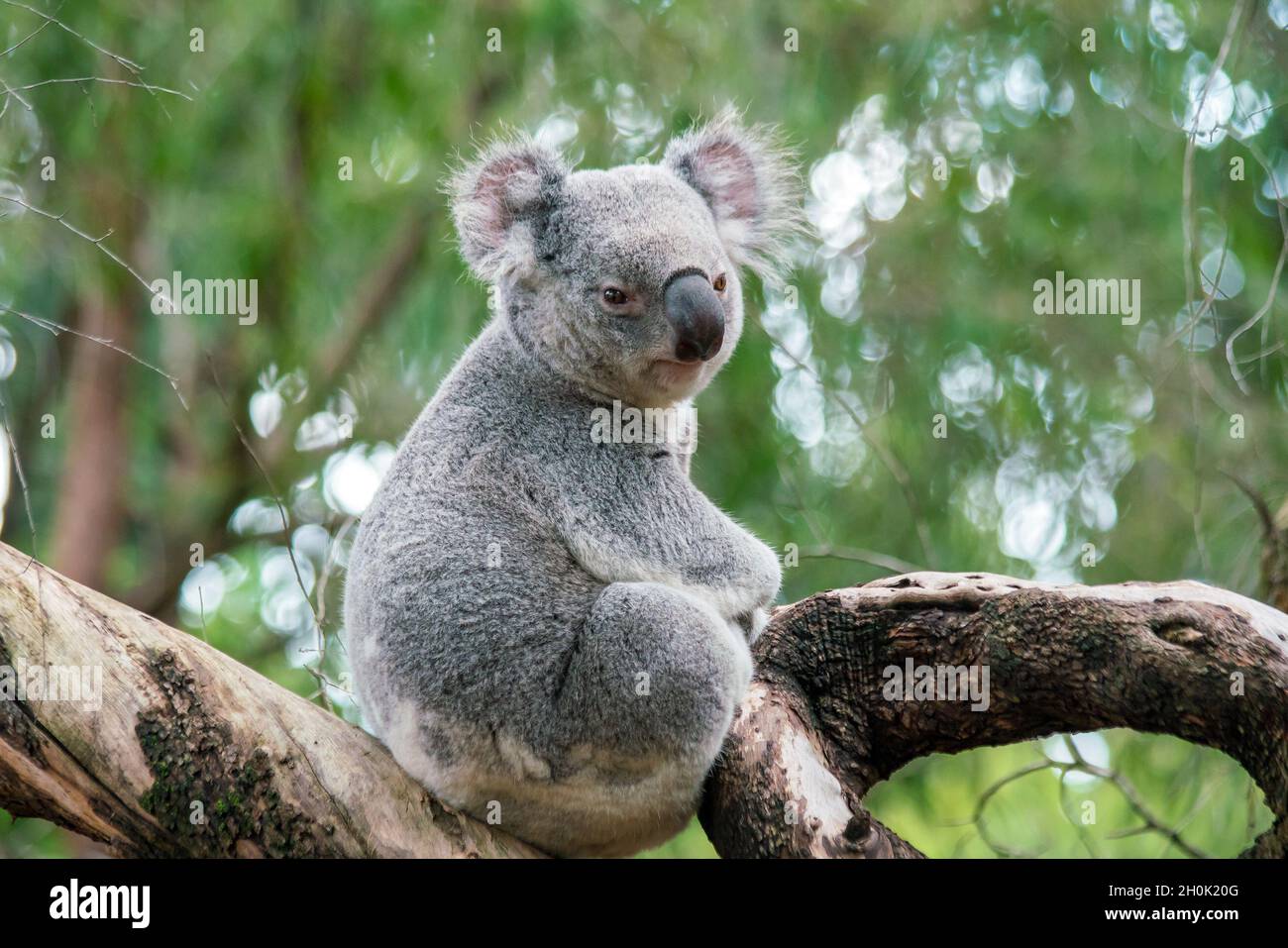 Koala relaxing in a tree in Perth, Australia Stock Photo Alamy