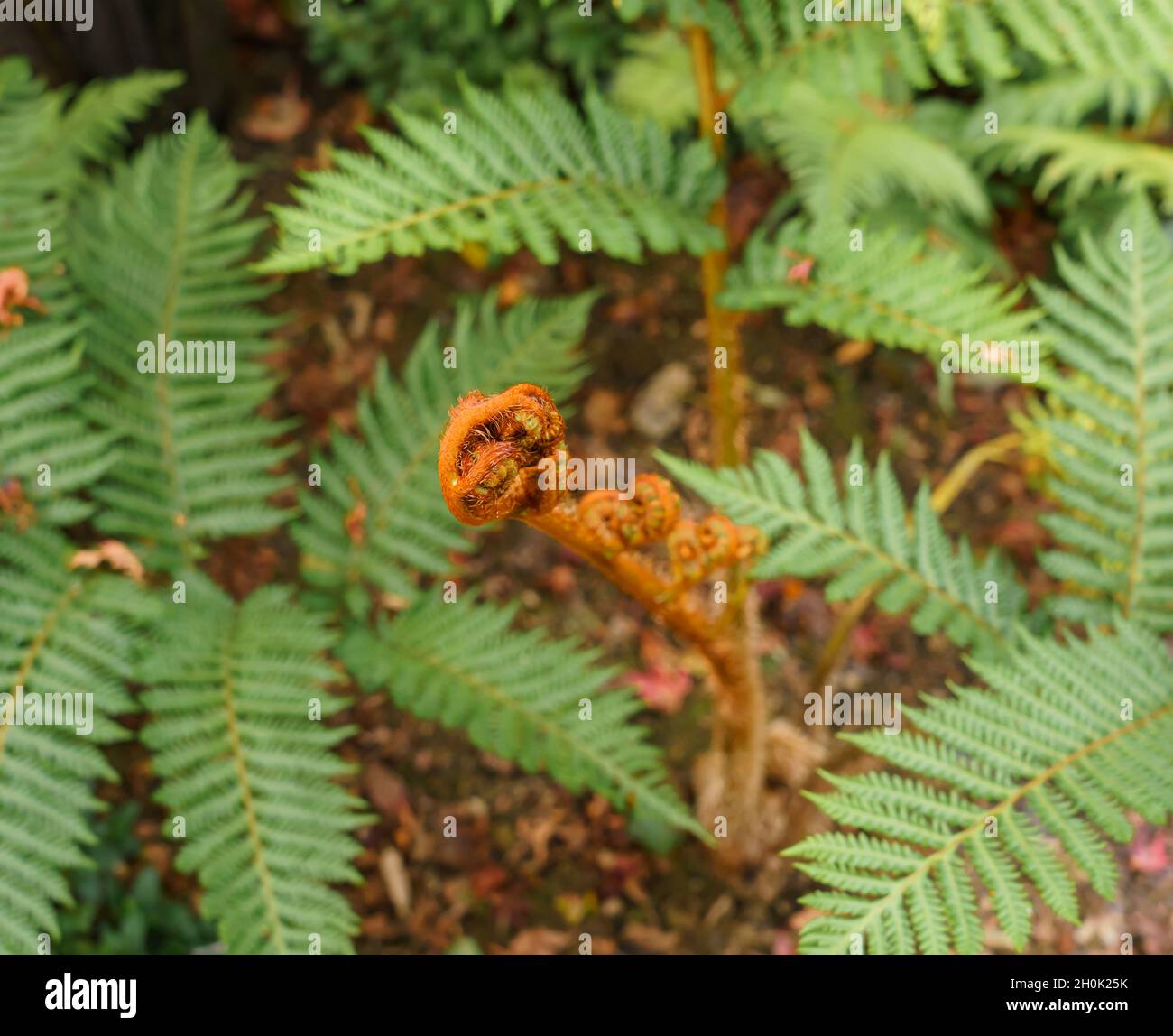 close up of the coiled brown fronds of a tree fern Stock Photo