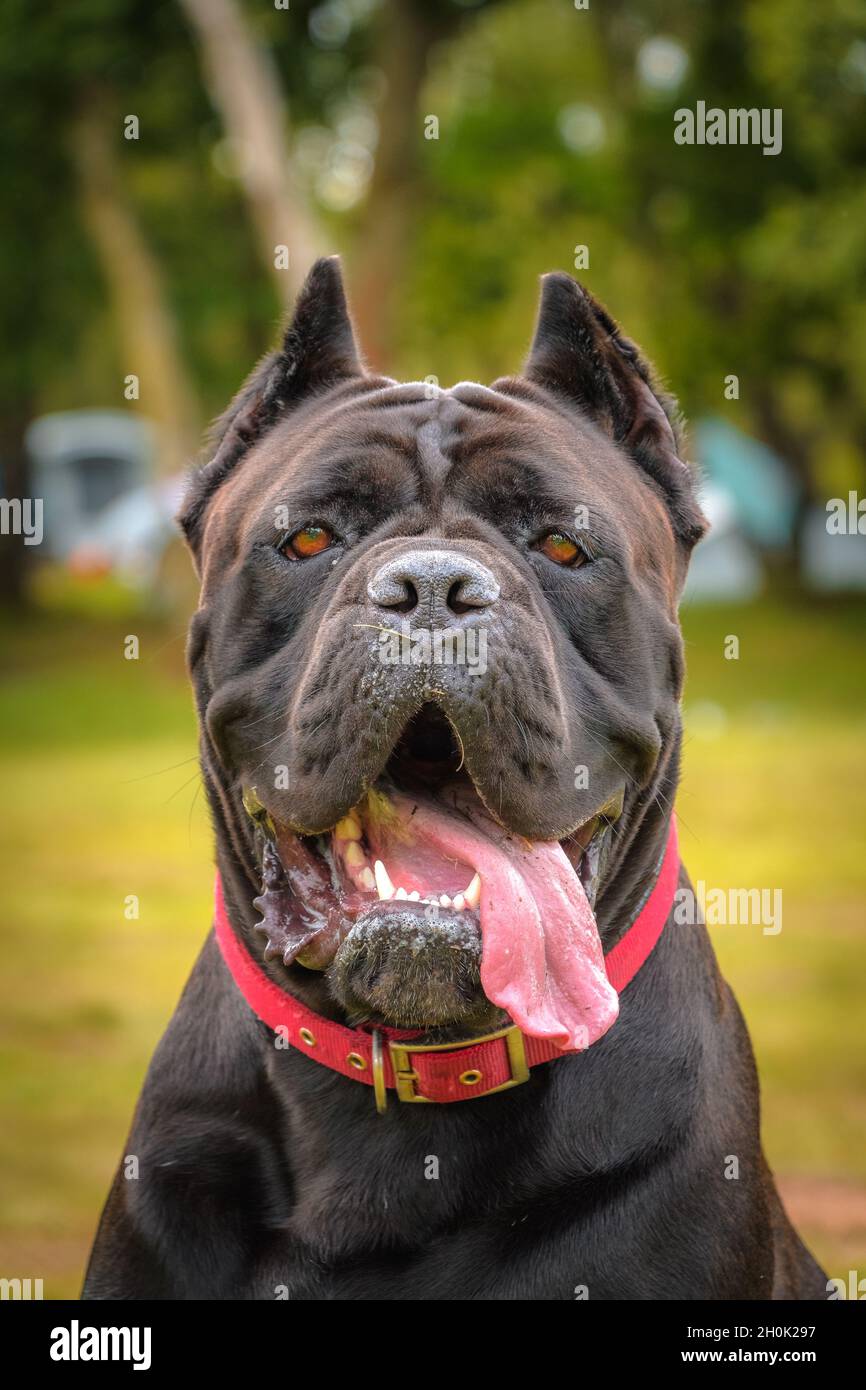 Cane corso tongue hires stock photography and images Alamy