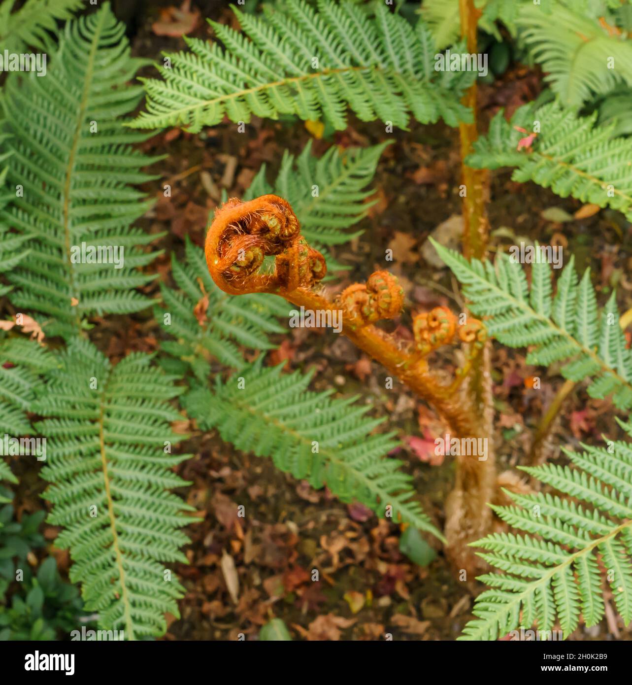 close up of the coiled brown fronds of a tree fern Stock Photo