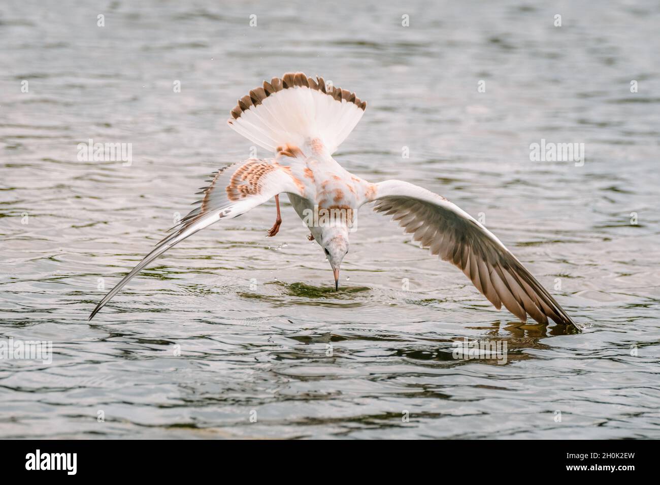 Black Headed Gull in flight diving into the water wings touching the water Stock Photo