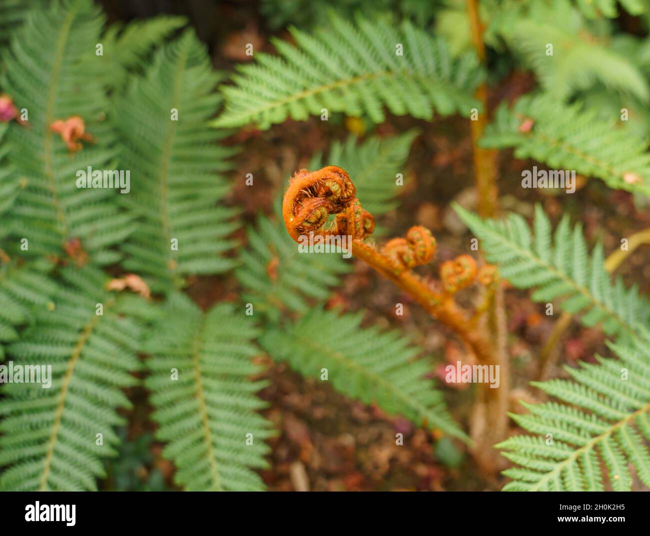 close up of the coiled brown fronds of a tree fern Stock Photo