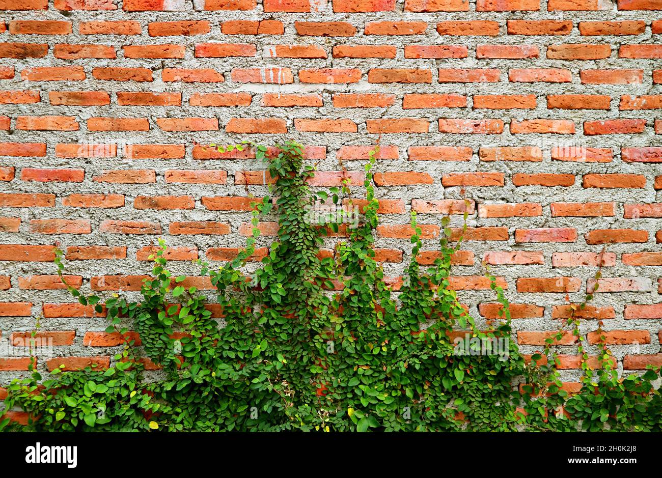 Weathered Cement Brick Wall with Growing Green Shrub Stock Photo