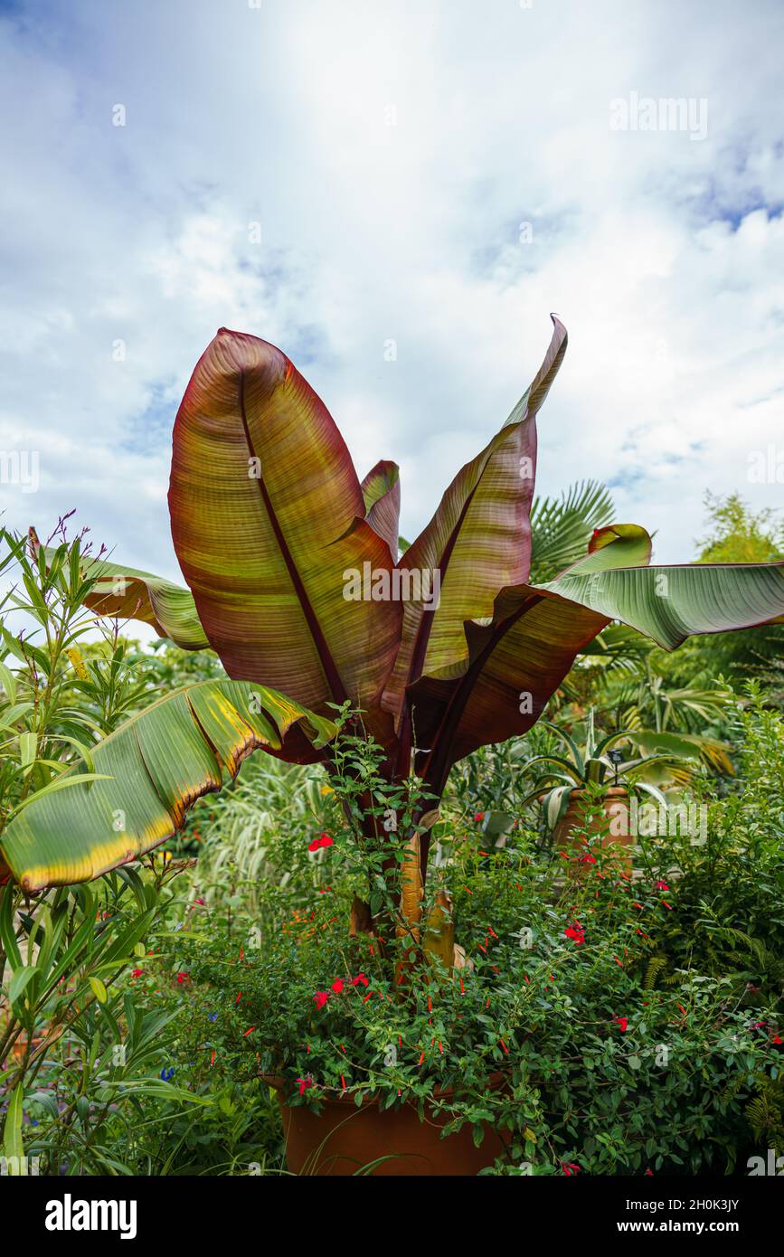 closeup of a beautiful Musa Red Abyssinian Banana (Ensete ventricosum Maurelli) plant Stock Photo