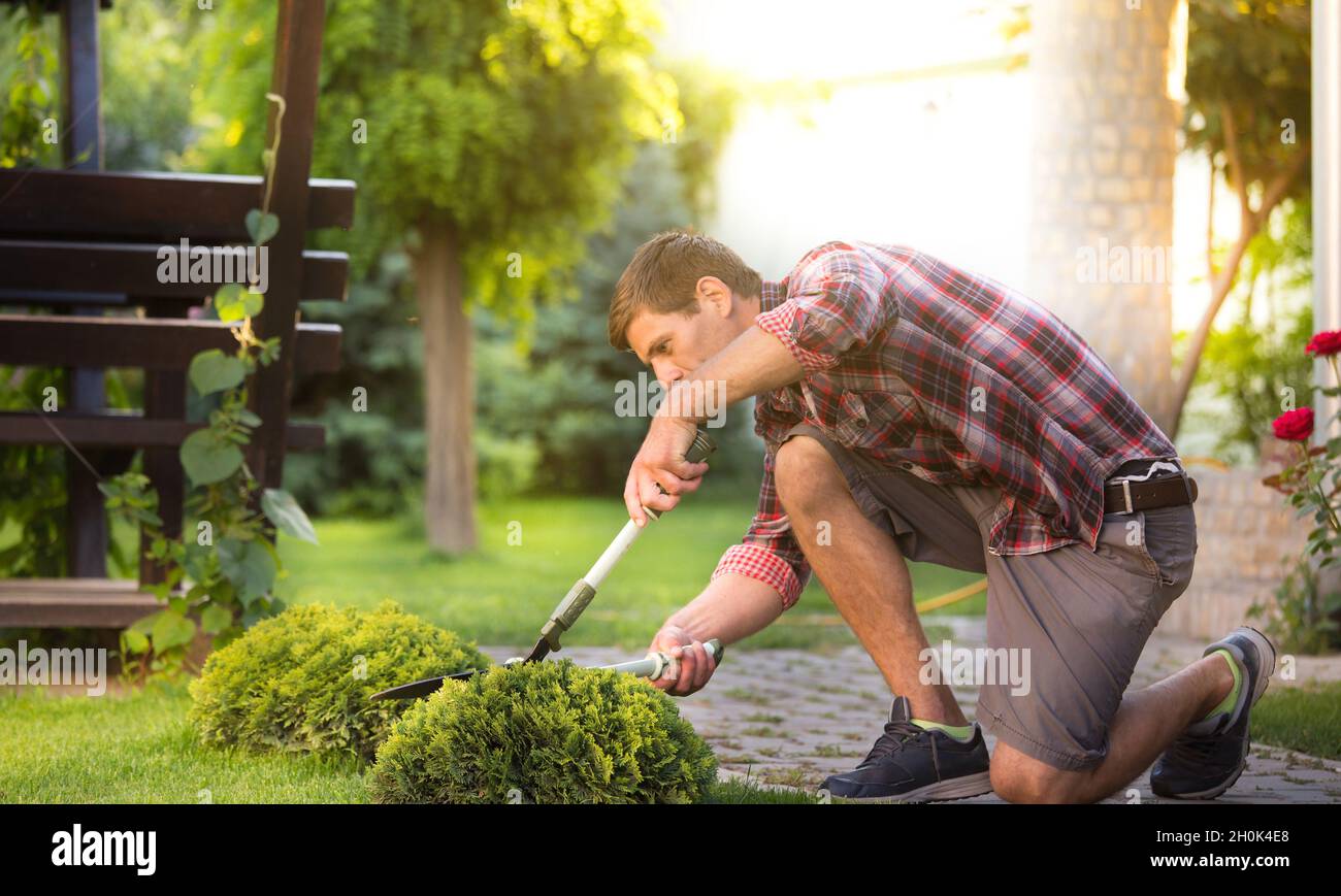 Man with scissors trimming thuja bush in garden in springtime Stock Photo