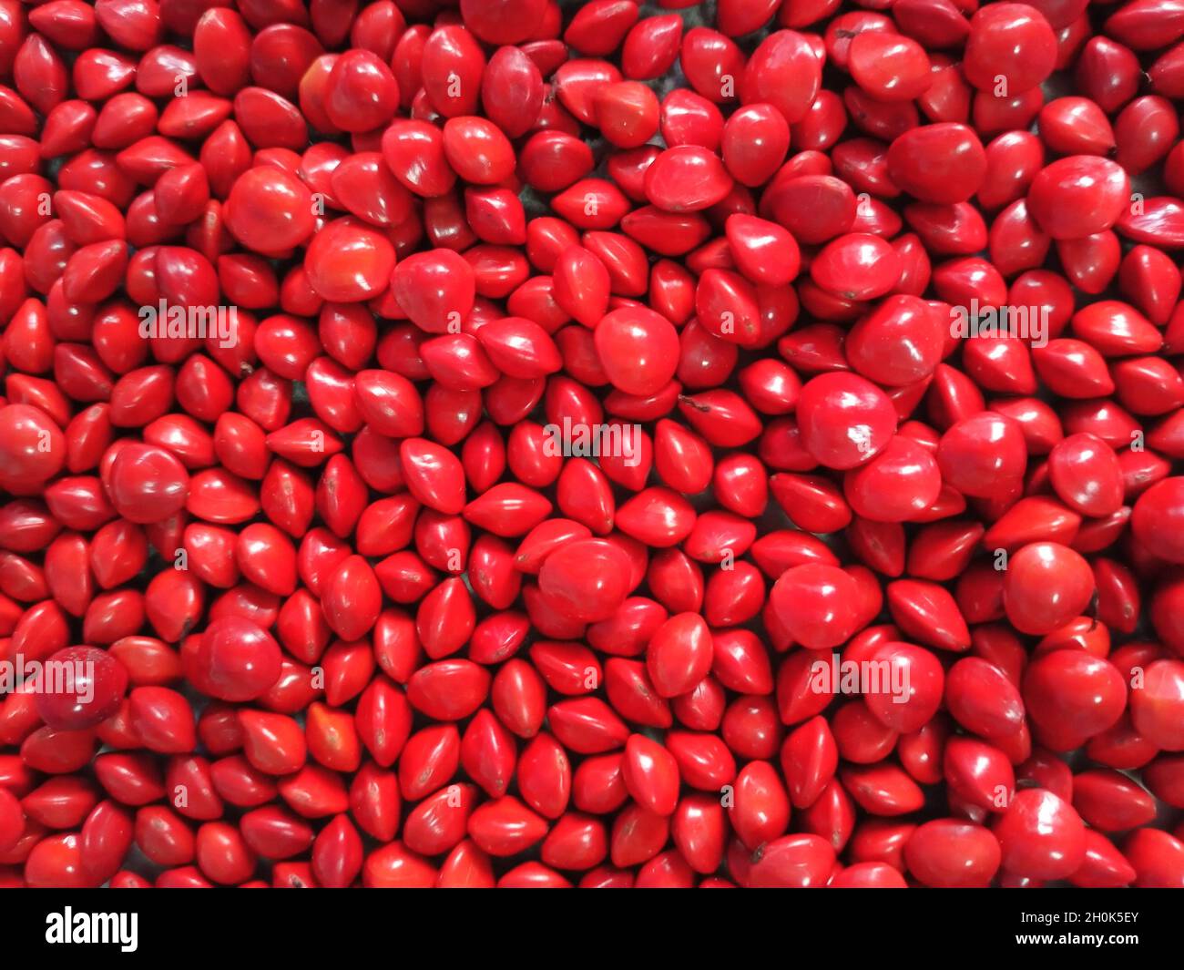 Saga Seed Acacia beans red in colour background Stock Photo