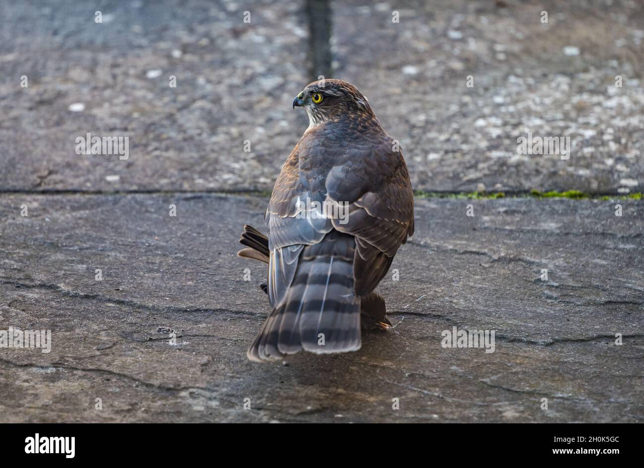 British sparrowhawk hi-res stock photography and images - Alamy