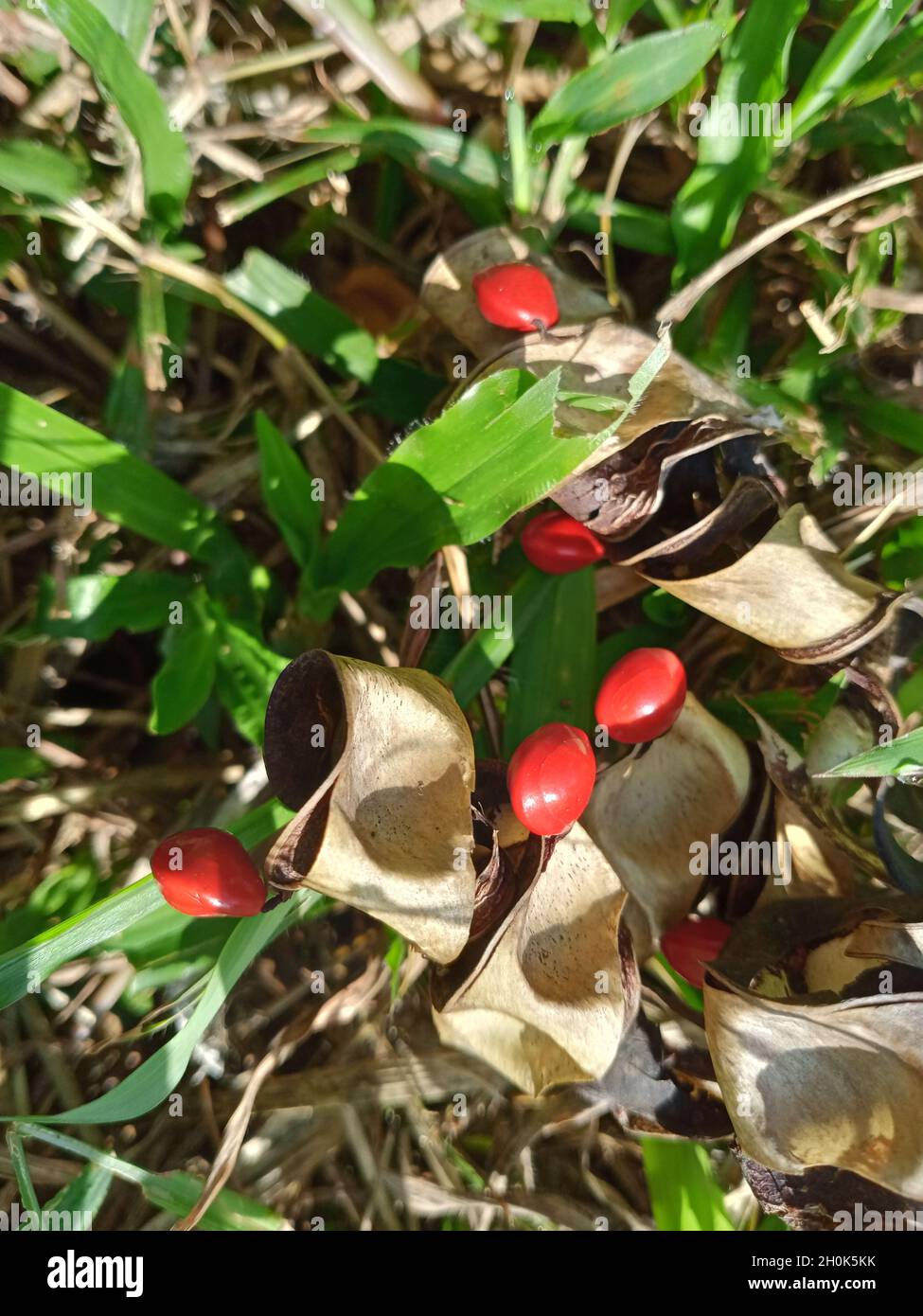 Saga Seed Acacia beans pod red in colour background Stock Photo