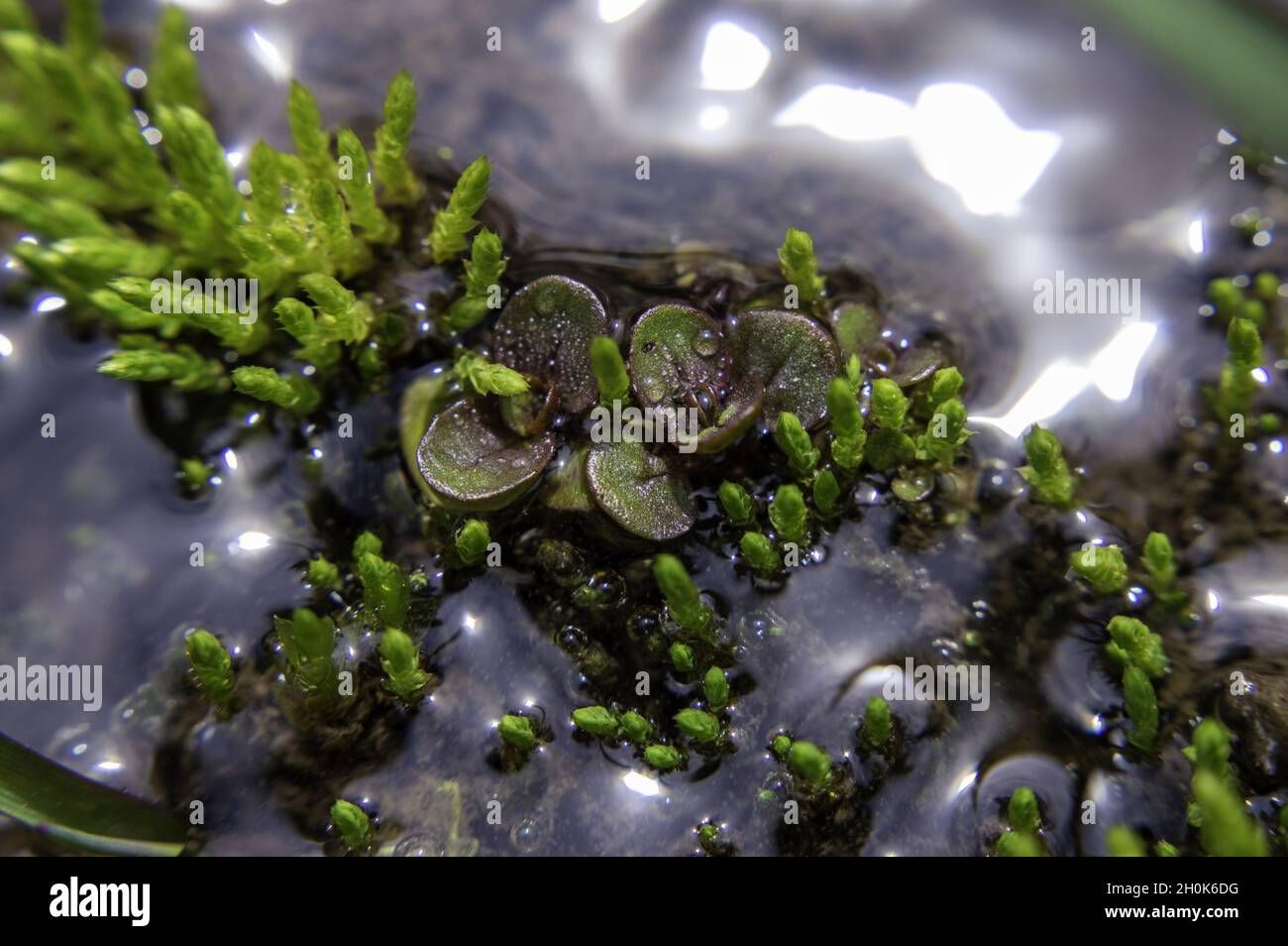 High angle shot of green moss on a rock in the riverside bryophytes Stock Photo