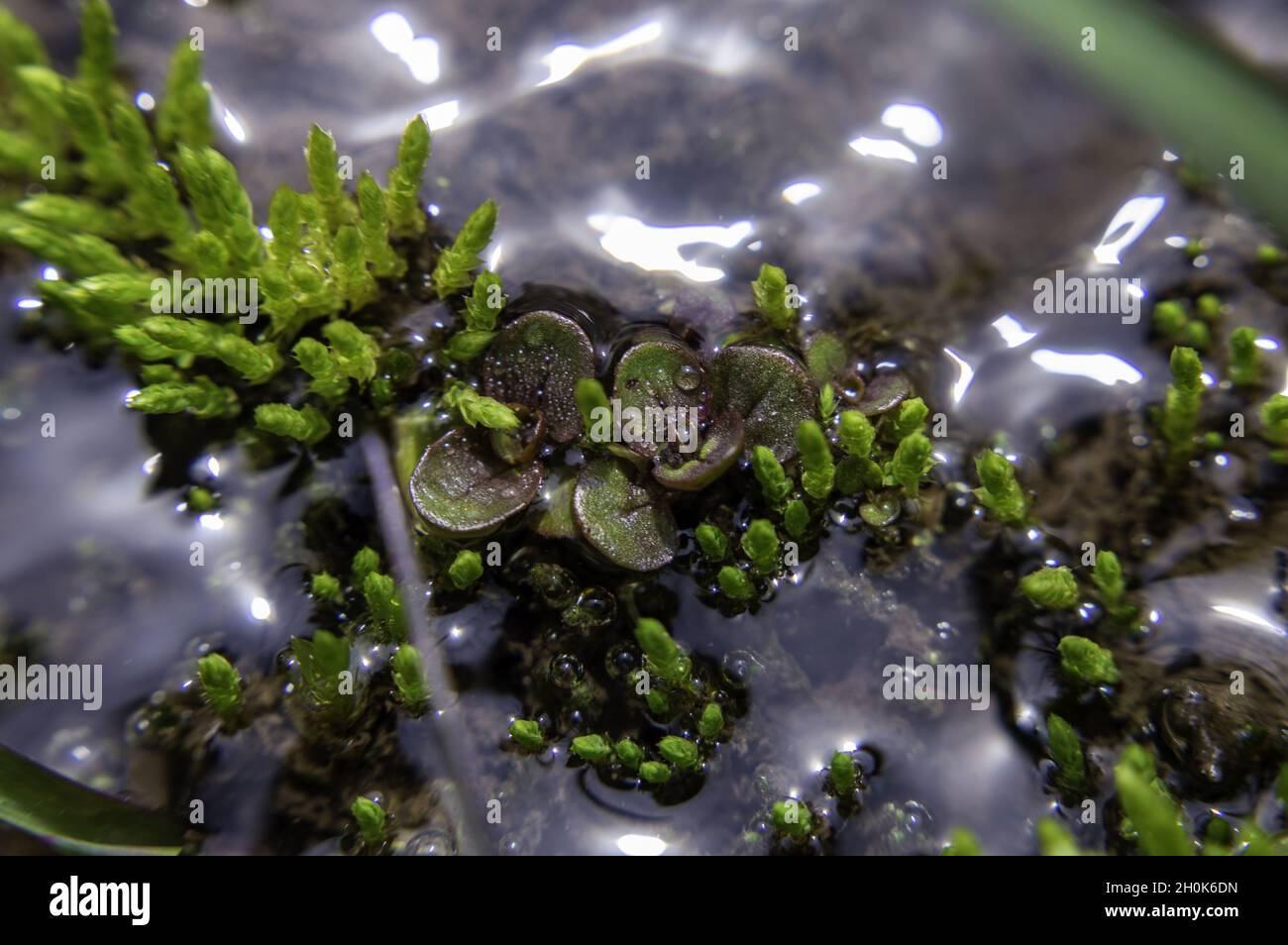 High angle shot of green moss on a rock in the riverside bryophytes Stock Photo