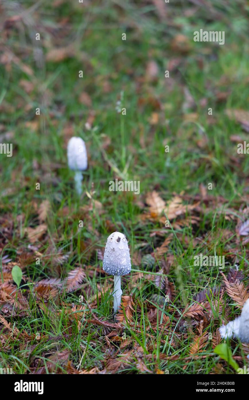 Coprinus comatus, the shaggy ink cap, lawyer's wig, or shaggy mane growing in grass in Virginia Water, Surrey, south-east England in autumn Stock Photo