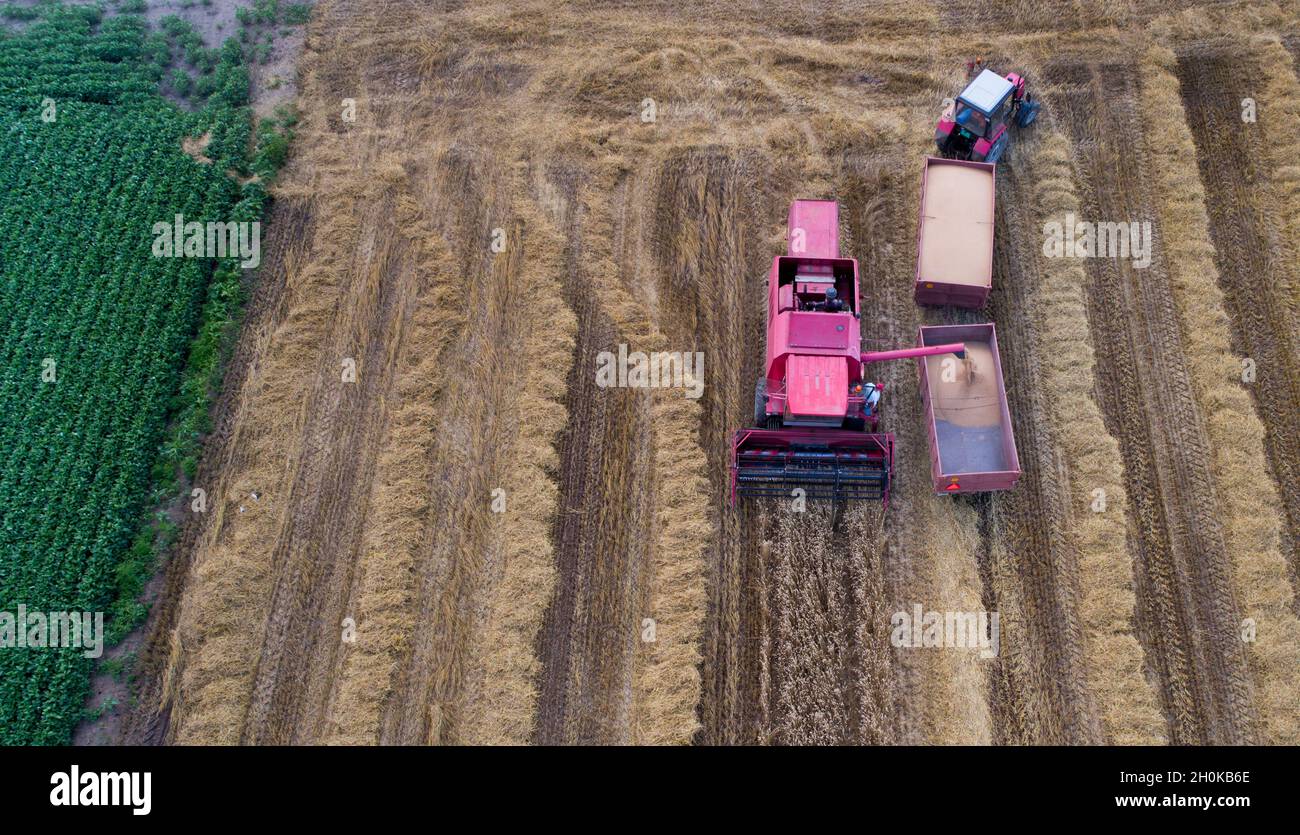 Aerial image of combine harvester loading trailer of tractor with wheat grain in summer shoot from drone Stock Photo