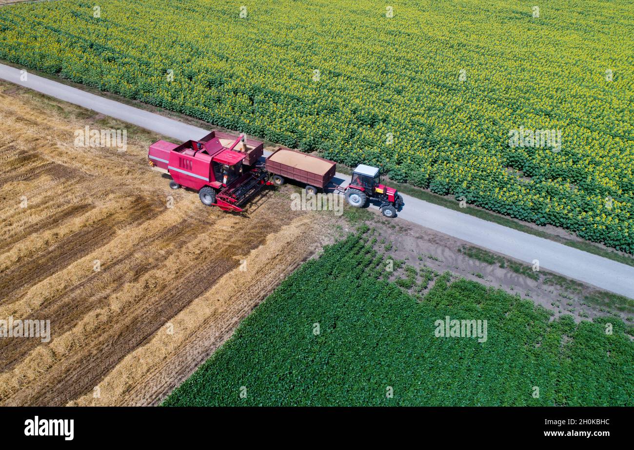 Aerial image of combine harvester loading trailer of tractor with wheat grain in summer shoot from drone Stock Photo
