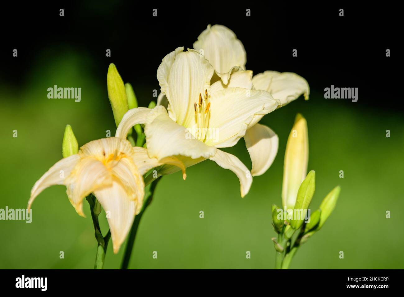 Ivory white Hemerocallis Arctic Snow plant, know as daylily, Lilium or Lily plant in a British cottage style garden in a sunny summer day, beautiful o Stock Photo