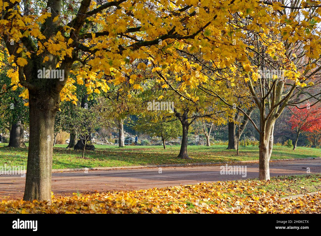 Autumn leaves have nice colors in the park Stock Photo