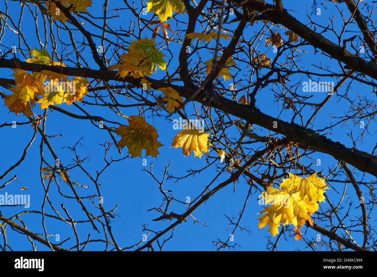 Autumn leaves have nice colors in the park Stock Photo