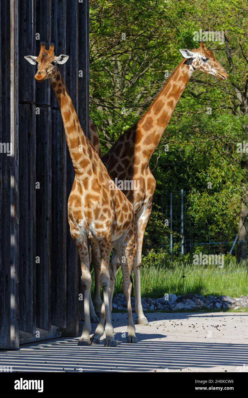 Girafes High Resolution Stock Photography and Images - Alamy