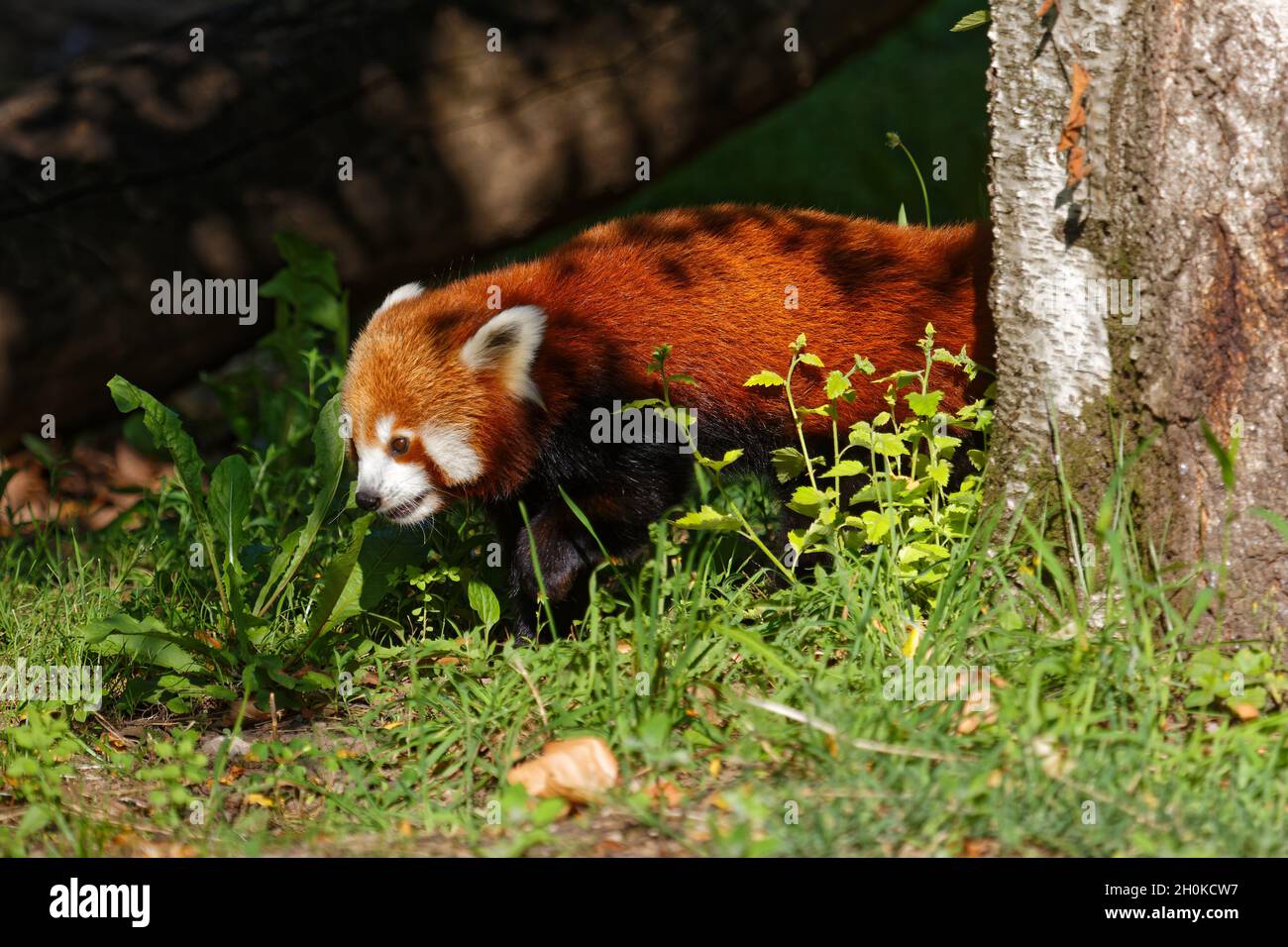 Firefox or red panda through the trees and herbs Stock Photo