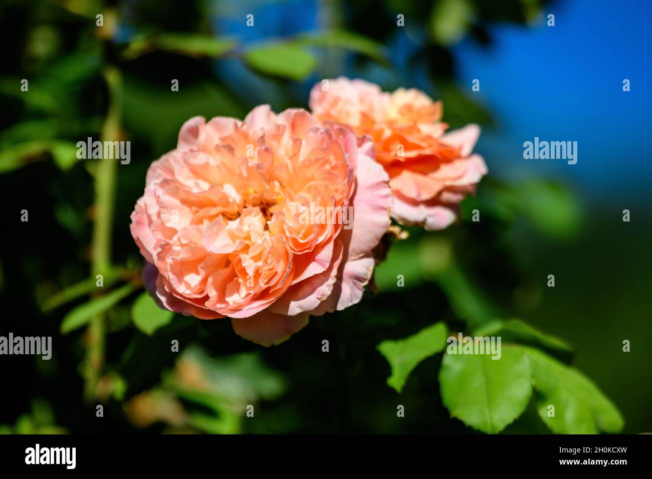 Two color roses hires stock photography and images Alamy
