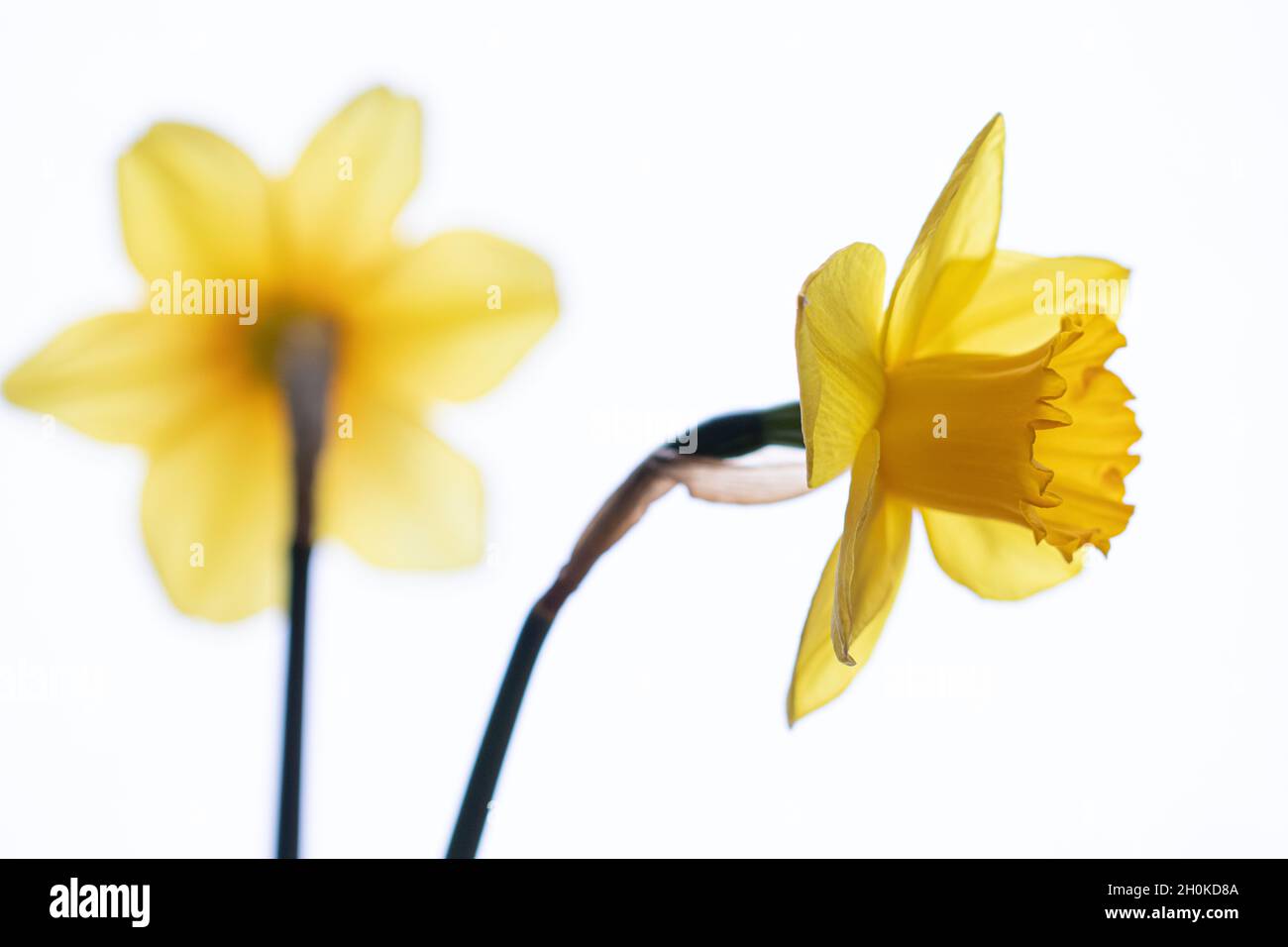 beautiful composition with narcissus on white background Stock Photo