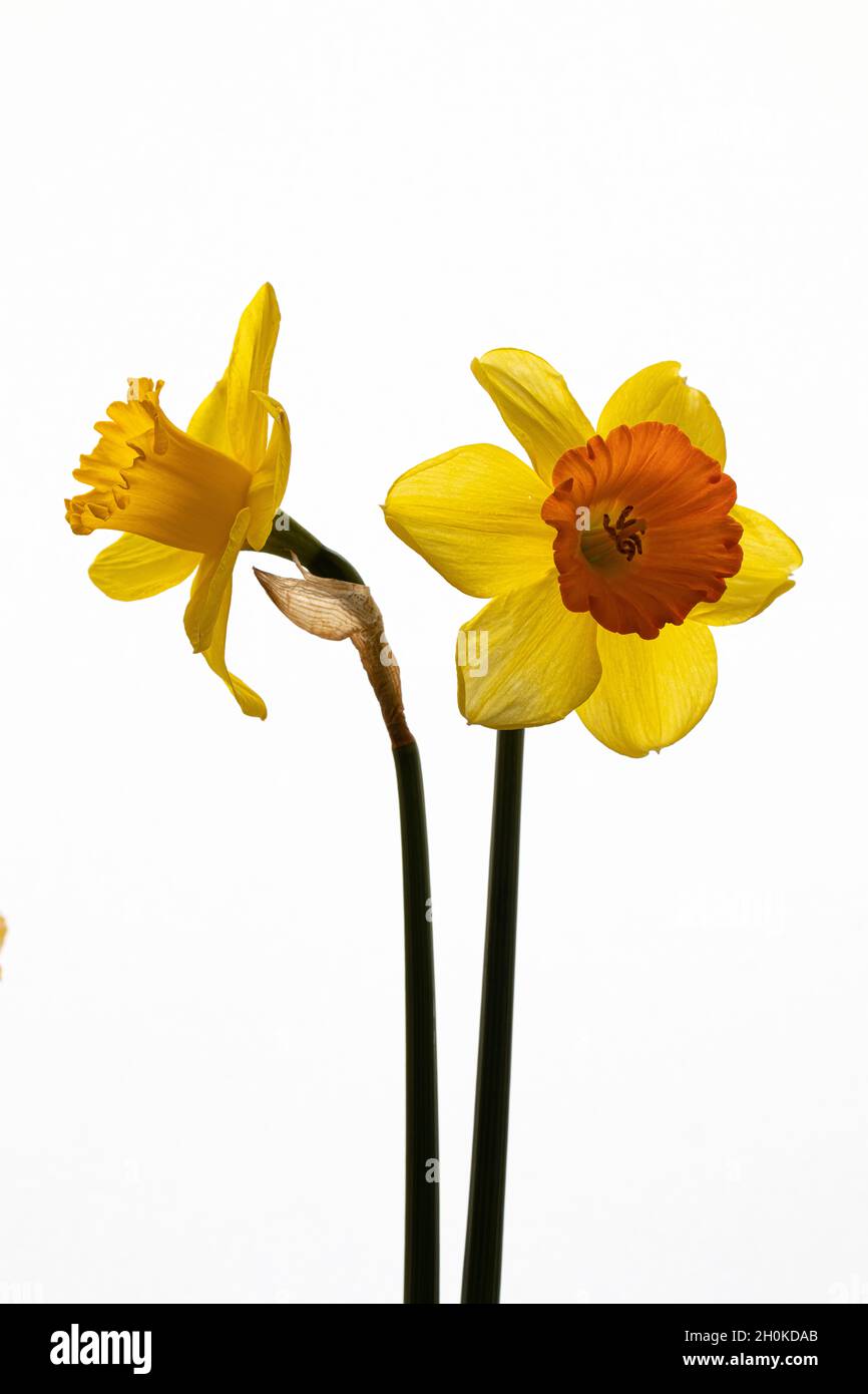 beautiful composition with narcissus on white background Stock Photo