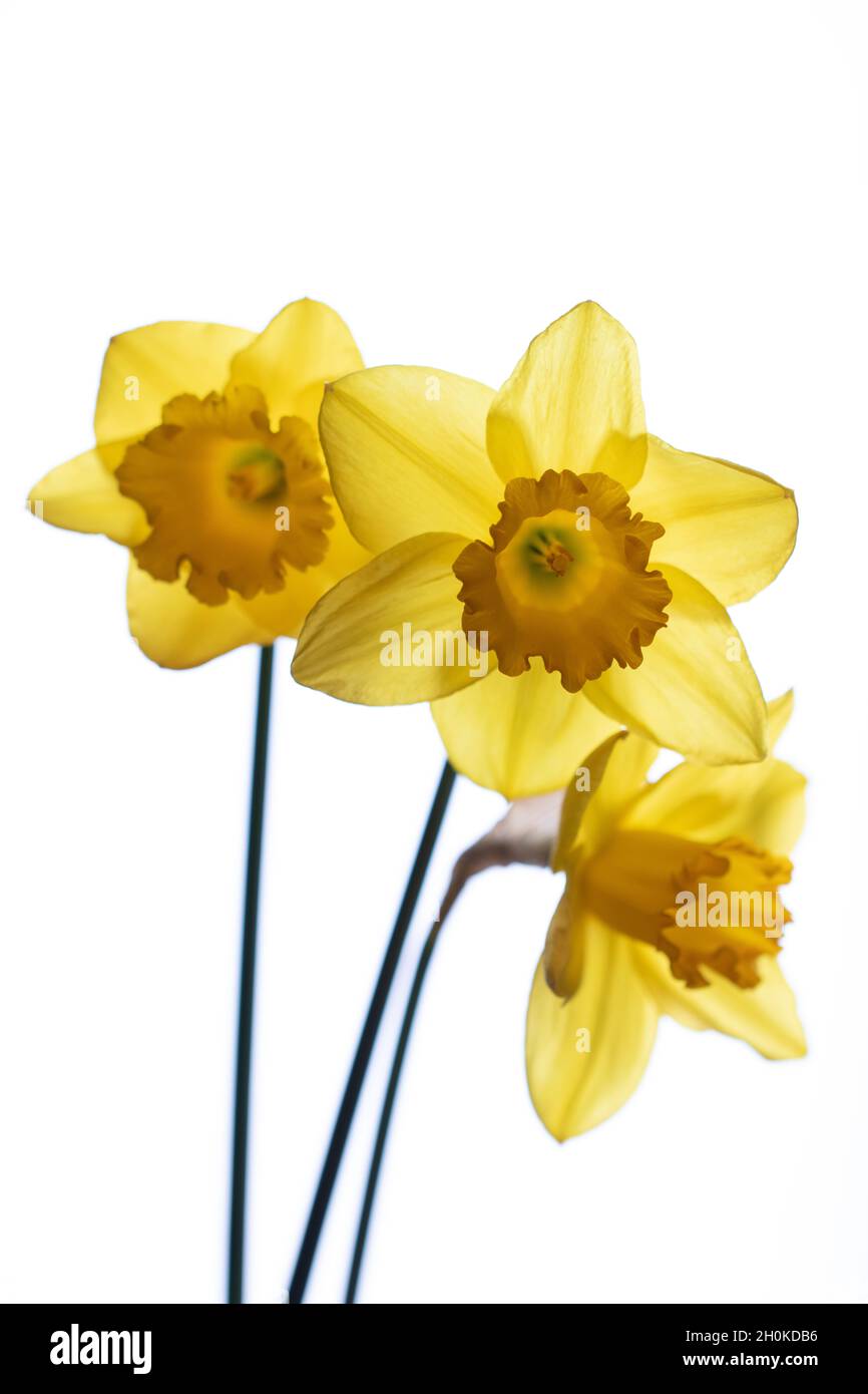 beautiful composition with narcissus on white background Stock Photo