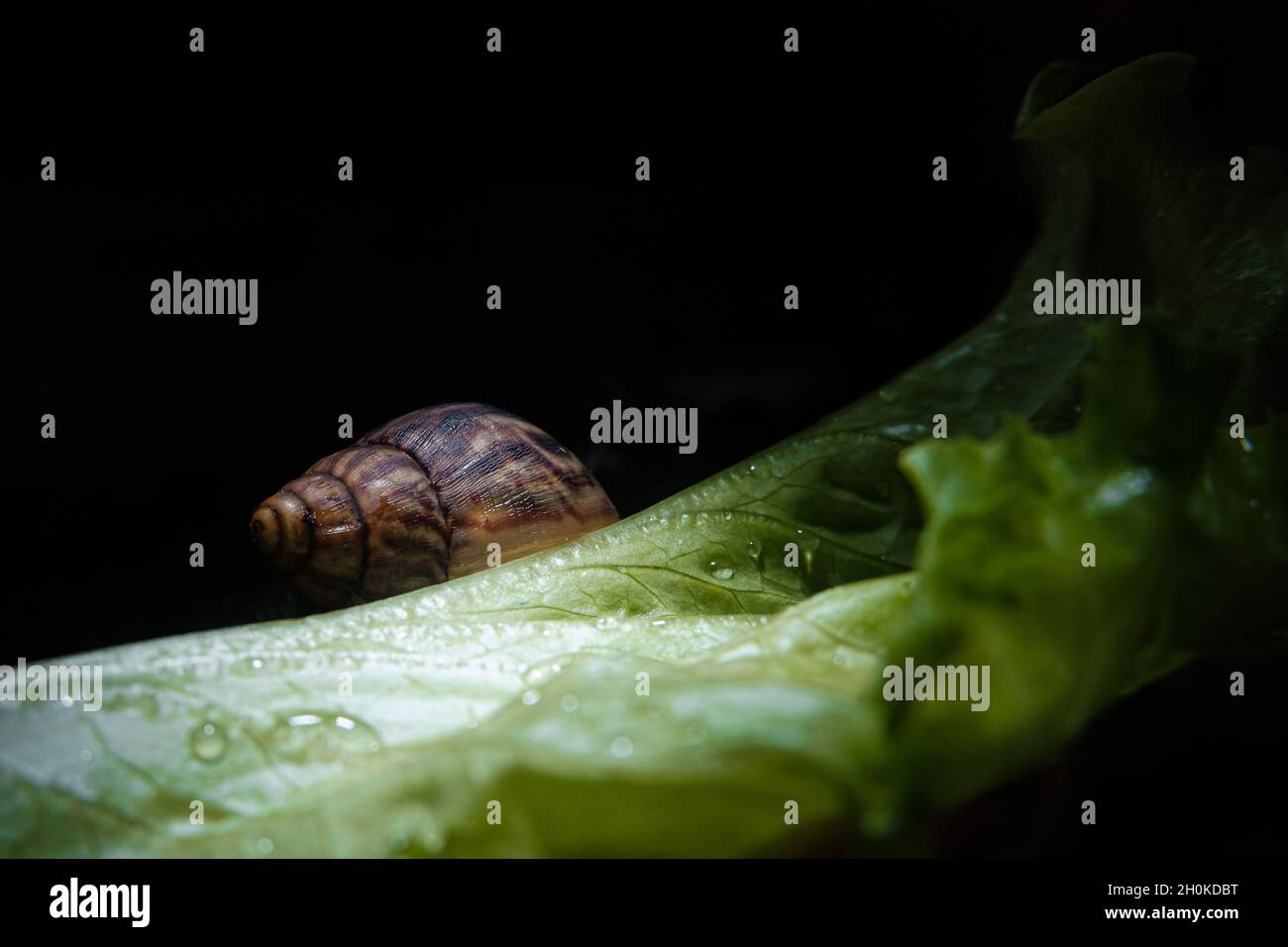 Akhatina Snail Crawls on a Green Lettuce Leaf Stock Photo - Alamy