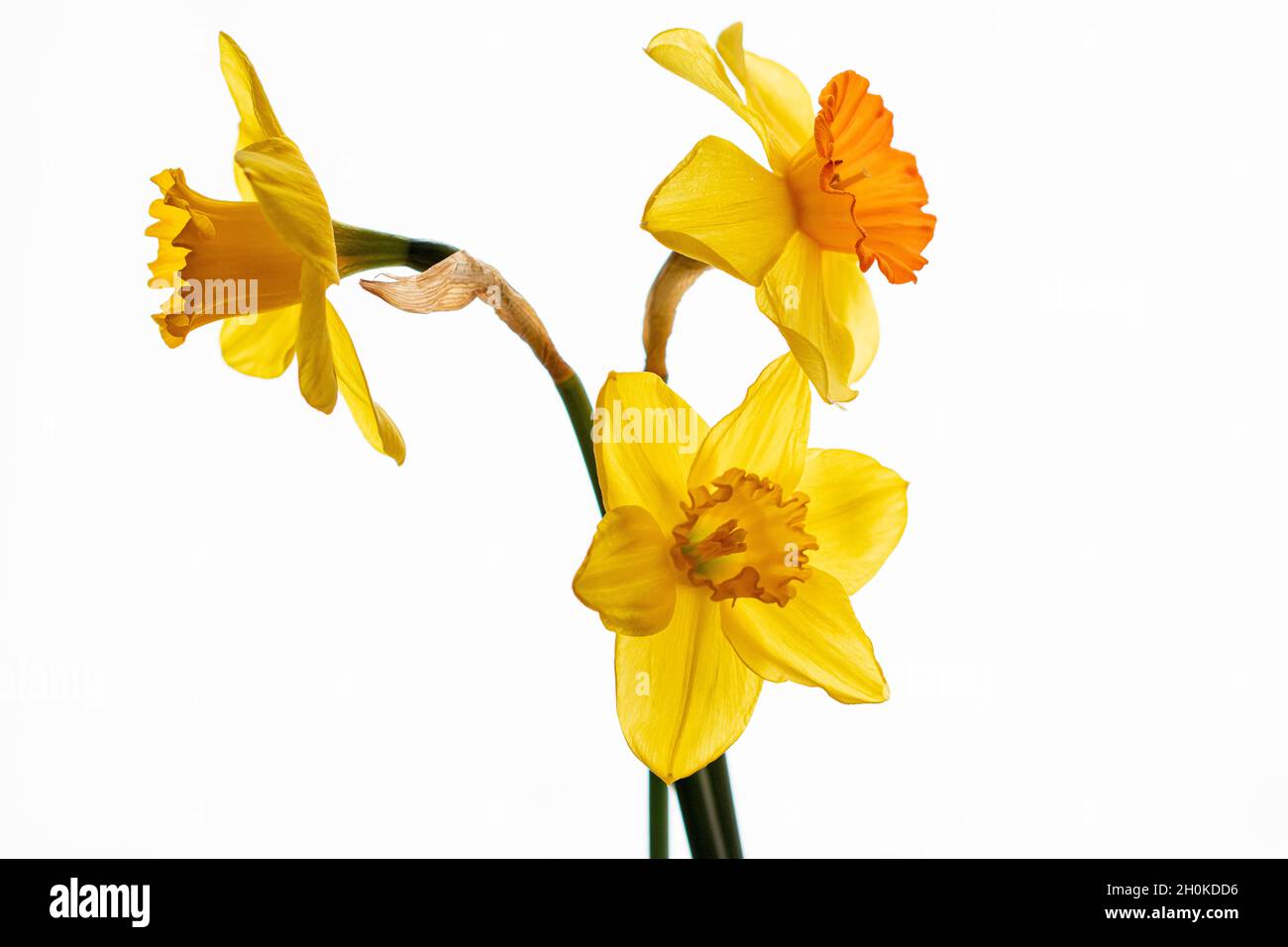 beautiful composition with narcissus on white background Stock Photo