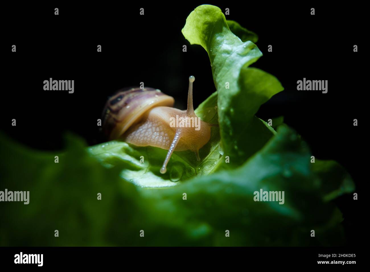 Akhatina Snail Crawls on a Green Lettuce Leaf Stock Photo - Alamy