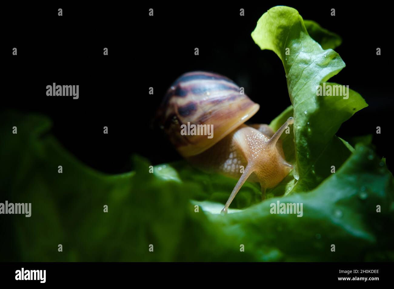 Akhatina Snail Crawls on a Green Lettuce Leaf Stock Photo - Alamy