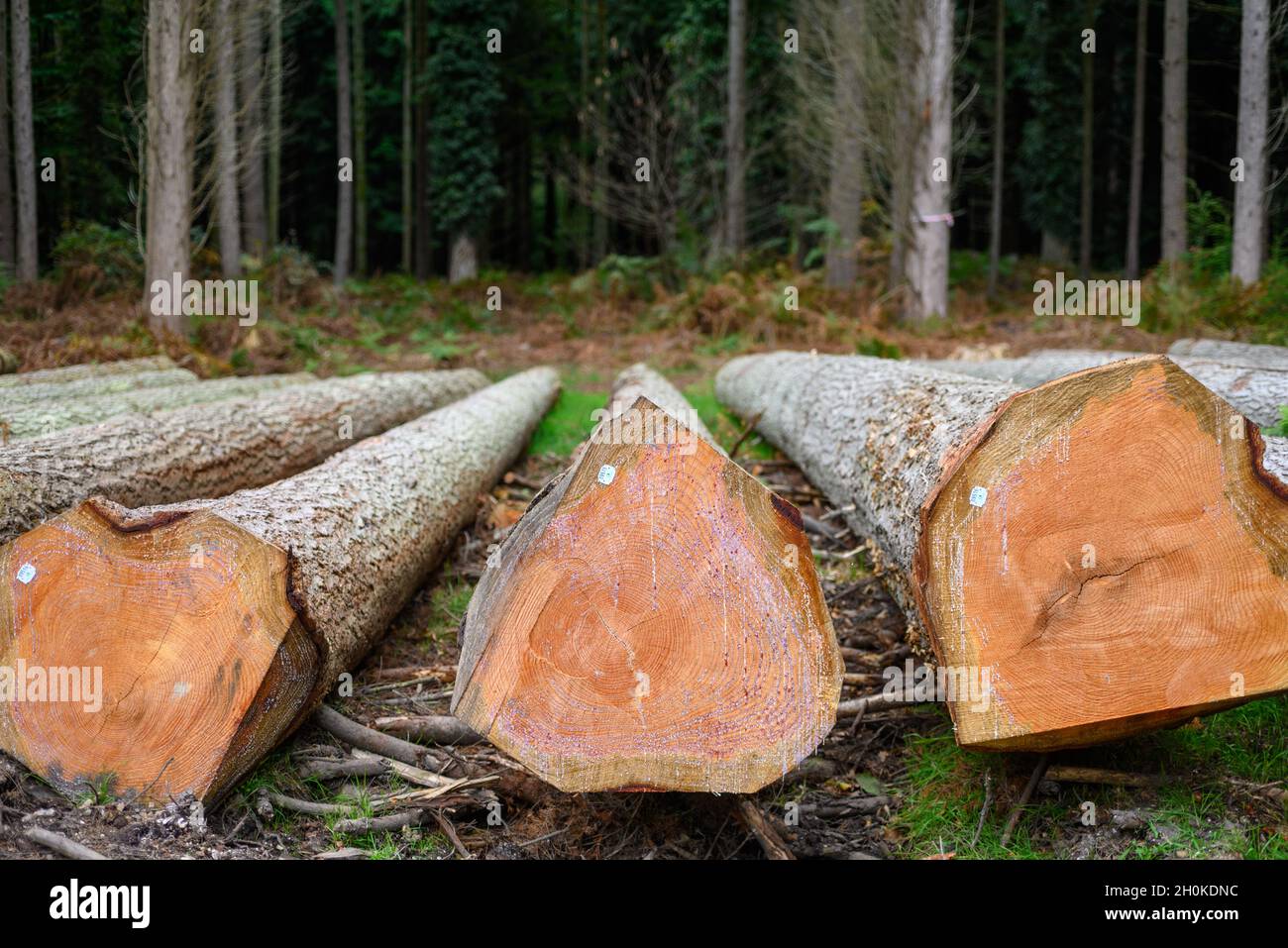 Stacked cut down trees after logging operations in The New Forest ...