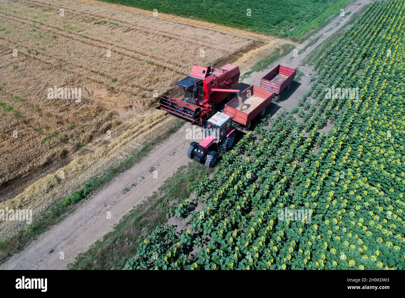 Aerial image of combine harvester loading trailer of tractor with wheat grain in summer shoot from drone Stock Photo