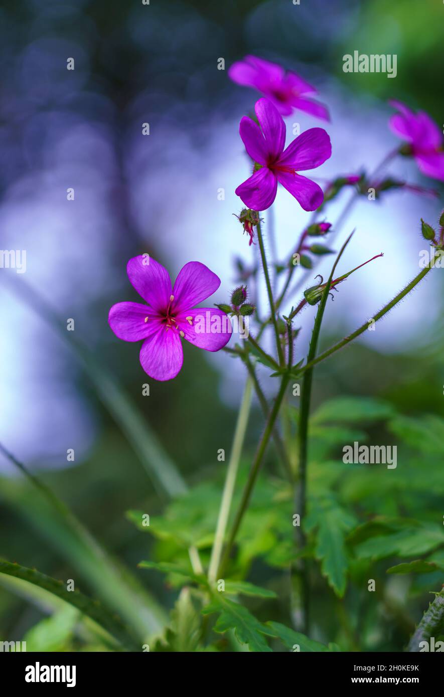 close up of beautiful purple pink Herb robert (Geranium robertianum) also known as Robert
