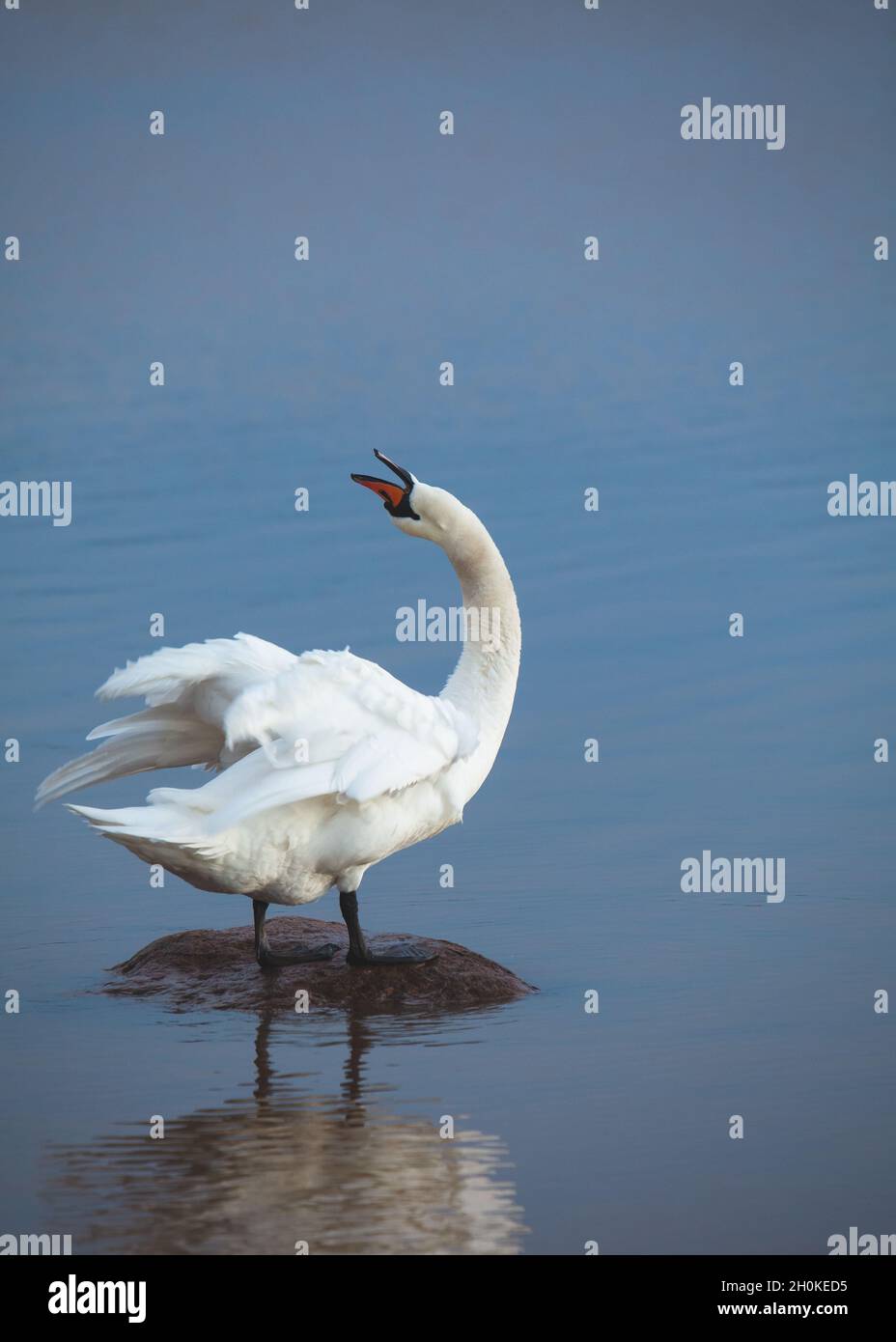 Mute swan standing on a rock in blue water and stretching its neck. Cygnus olor. Stock Photo