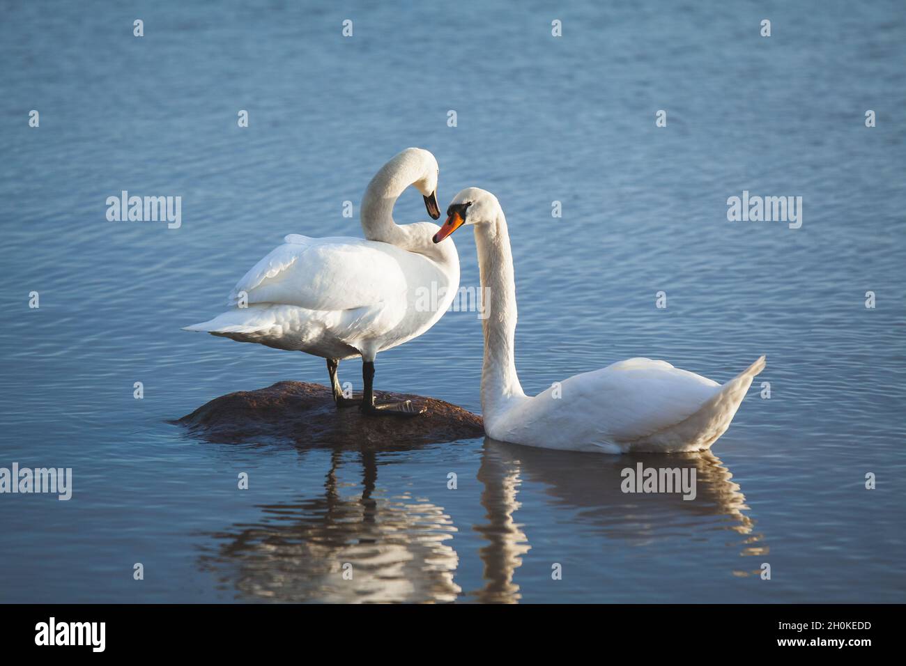 Mute swan couple in water together. Blue water and reflections. Cygnus olor. Stock Photo