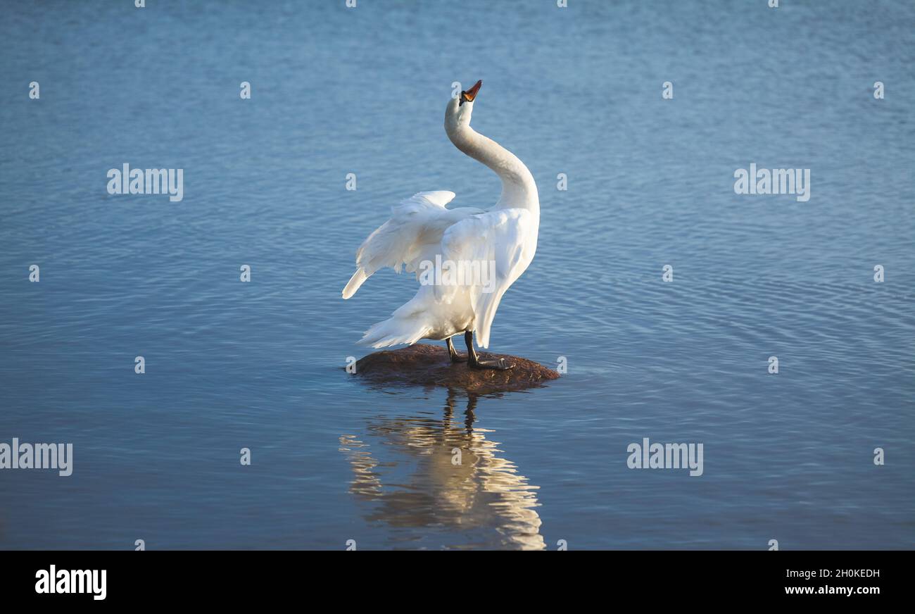 Mute swan standing on a rock in blue water and stretching its neck, wings spread. Reflection in water. Cygnus olor. Stock Photo