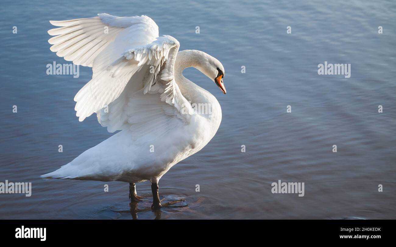 Mute swan standing on a rock in blue water and stretching, wings spread. Cygnus olor. Stock Photo