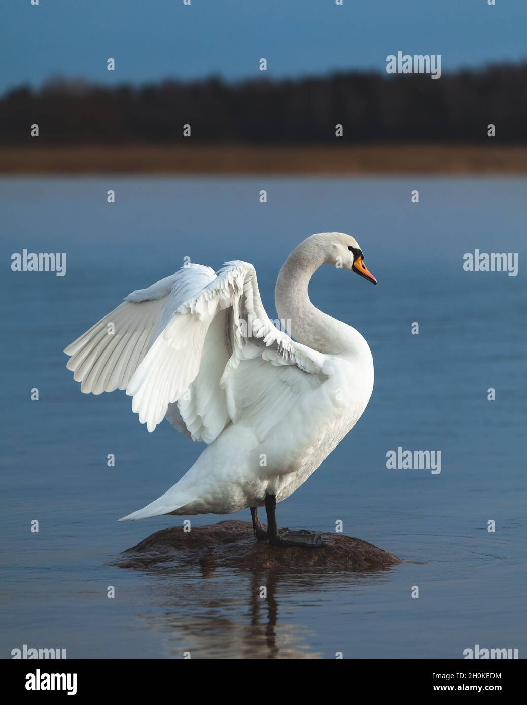 Mute swan on a rock in blue water. Stretching, wings spread. Cygnus olor. Stock Photo