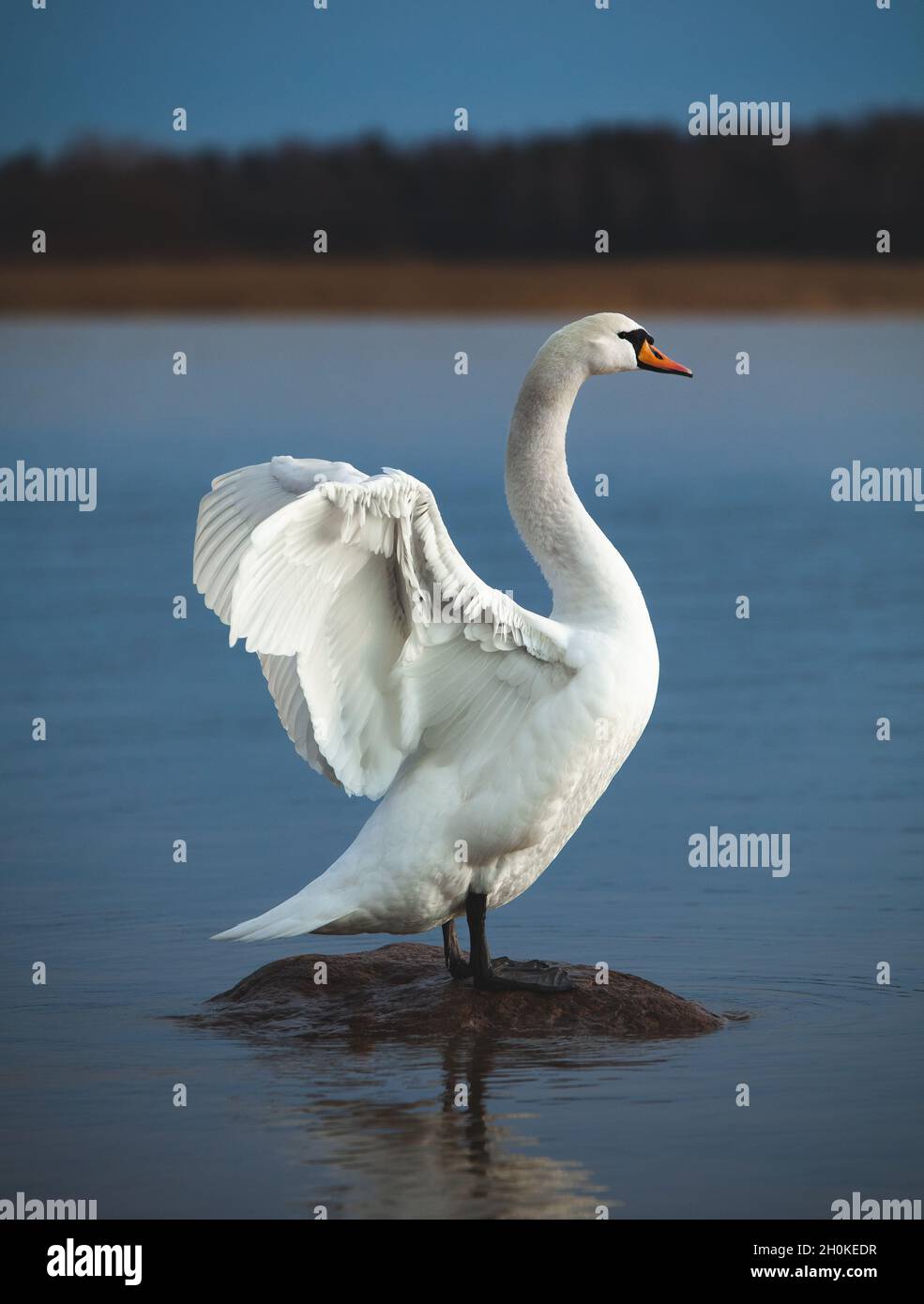 Mute swan on a rock in blue water and stretching its neck, wings spread. Cygnus olor. Stock Photo