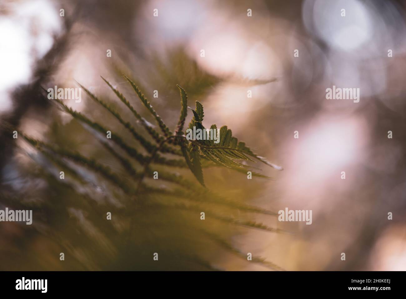 Close up of fern leaf. Bokeh background. Athyrium filix-femina. Stock Photo