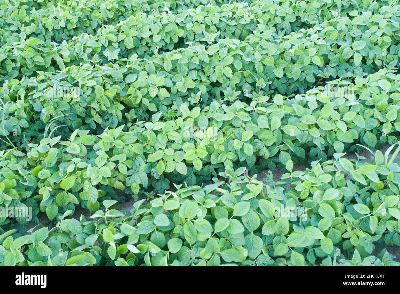 Soybean field ripening spring hi-res stock photography and images - Alamy