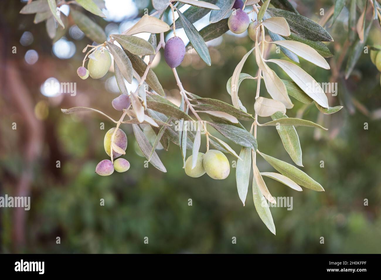 Olive tree branch, with big green ripe olives against vibrant green ...