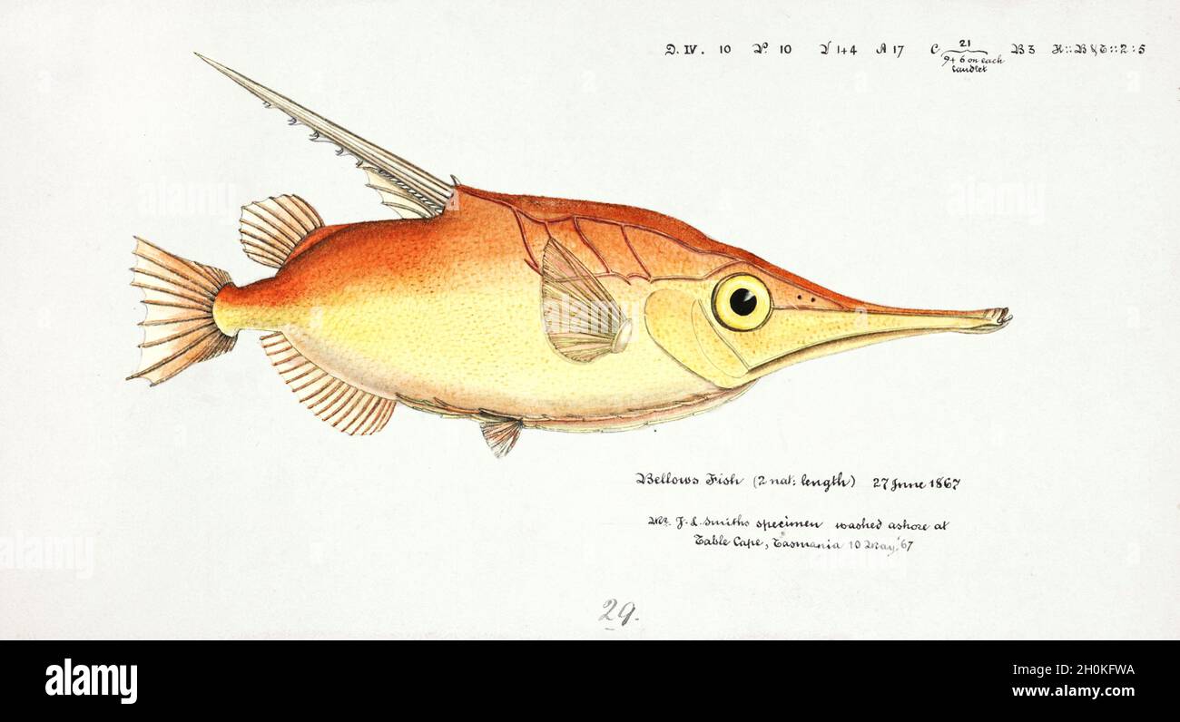 Frank Edward Clarke vintage fish illustration - Bellows Fish Stock Photo