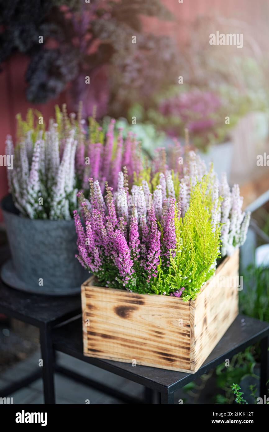 Flowering Heather in a wooden box, outdoors. There is another Heather plant in zinc pot in the background. The flowers are purple, pink and green. Stock Photo