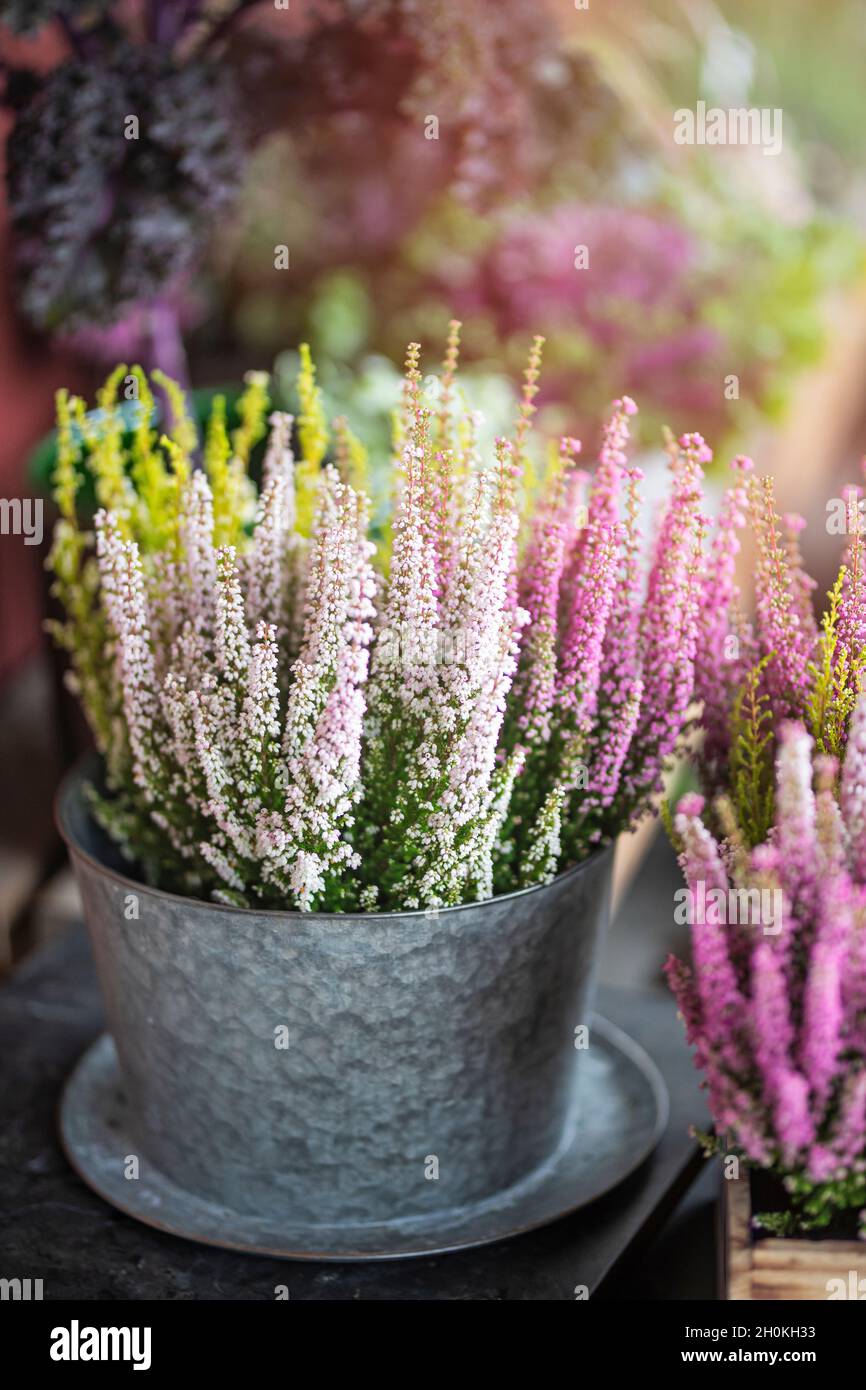 Flowering Heather in a zinc pot  outdoors in the sunlight. The flowers are purple, pink and green. Stock Photo