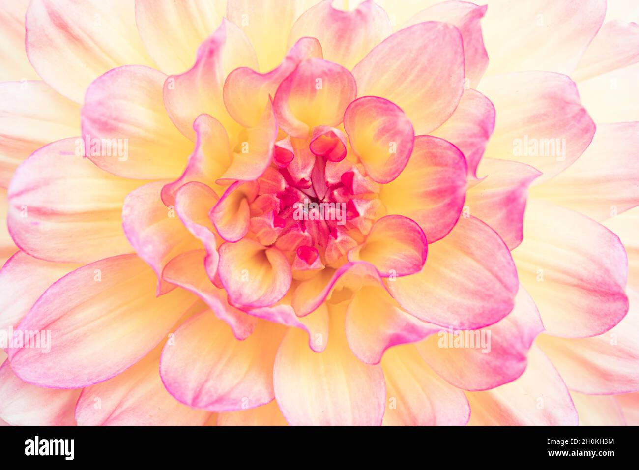 Close up of a beautiful pink dahlia flower. The flower is yellow and pink and is in the full frame. Flower background. Stock Photo